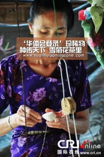 ‘华体会登录’珍稀物种传天下 雪菊花茶里泡财富(图2) 华体会登录