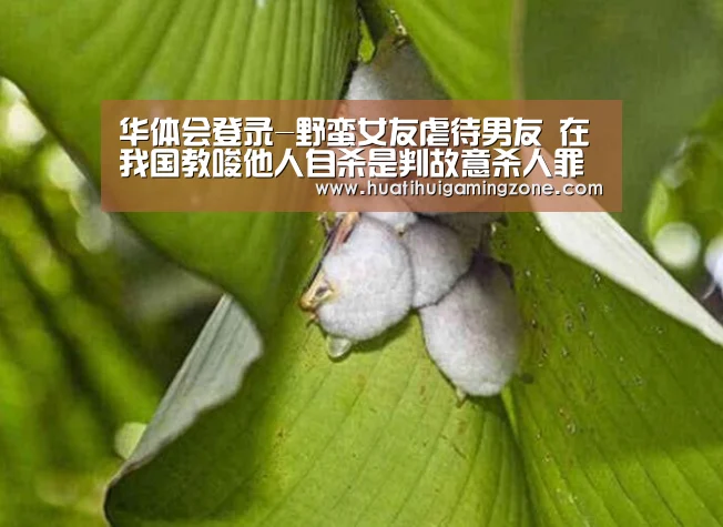 华体会登录-野蛮女友虐待男友 在我国教唆他人自杀是判故意杀人罪吗?(图3) 华体会体育